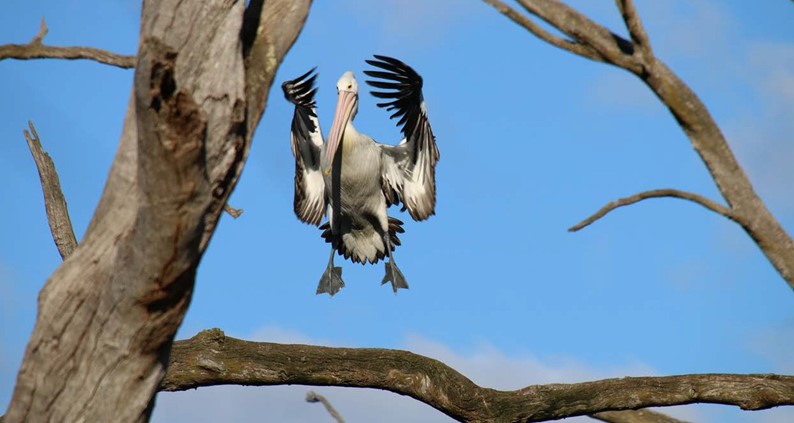 Stork Stork
