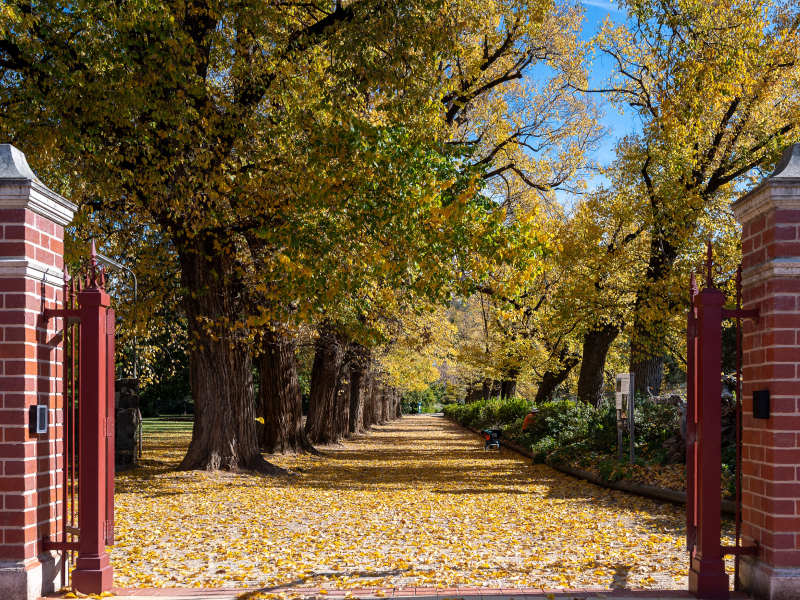 Botanic Gardens - Garden Gates and Elm Avenue