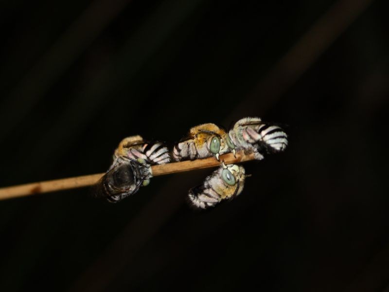 Genus Amegilla (blue banded bees) roosting males. Photo credit: Clancy Lester