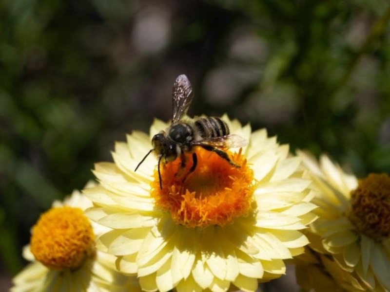 Genus Megachile (leaf cutter bee). Photo credit: Clancy Lester