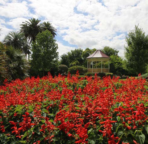 Gazebo in the background and red flowers in the foreground at Mungabareena Reserve.